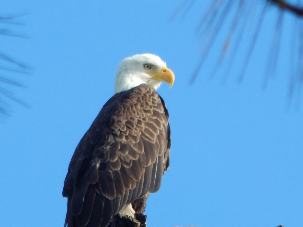 {{brizy_dc_image_alt imageSrc=